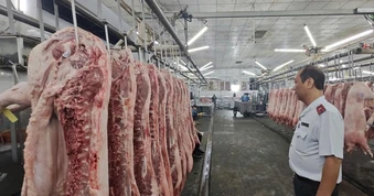 Chặn heo bệnh tuồn ra thị trường