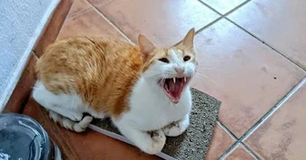 Cháu bé 5 tuổi tử vong nghi do mắc bệnh dại