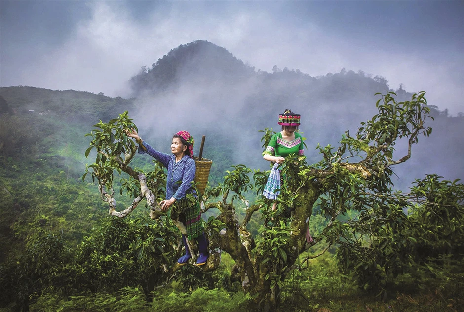 Chè Giàng Pằng vươn ra thế giới, người Mông làm giàu trên mảnh đất của mình Chè Giàng Pằng vươn ra thế giới, người Mông làm giàu trên mảnh đất của mình