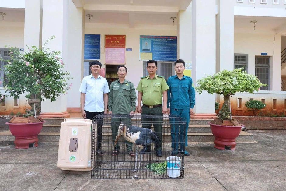 Chim già đẫy nhỏ quý hiếm xuất hiện ở Đồng Nai Chim già đẫy nhỏ quý hiếm xuất hiện ở Đồng Nai