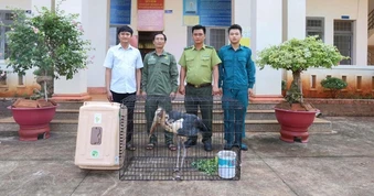 Chim già đẫy nhỏ quý hiếm xuất hiện ở Đồng Nai