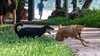 Chó thả rông, không rọ mõm xuất hiện ở nhiều nơi công cộng Hà Nội