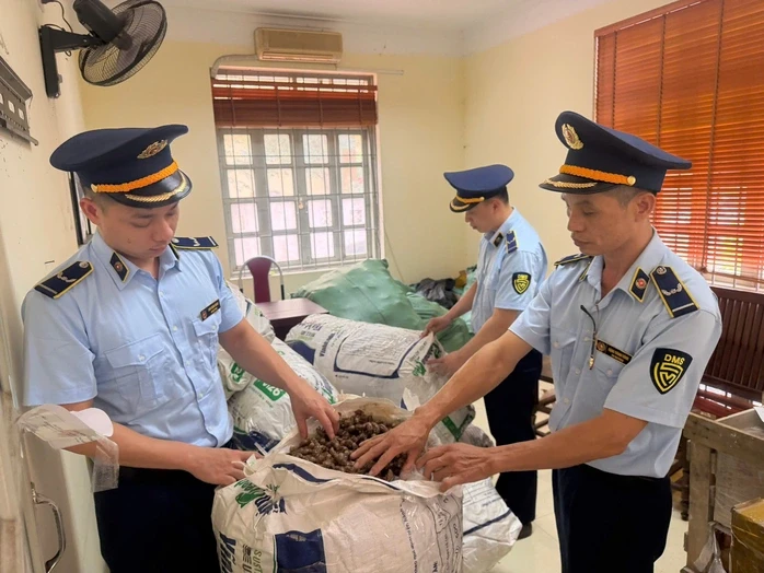 Chủ lô hàng "xác ve sầu không chứng minh được nguồn gốc" có bị xử phạt? Chủ lô hàng "xác ve sầu không chứng minh được nguồn gốc" có bị xử phạt?