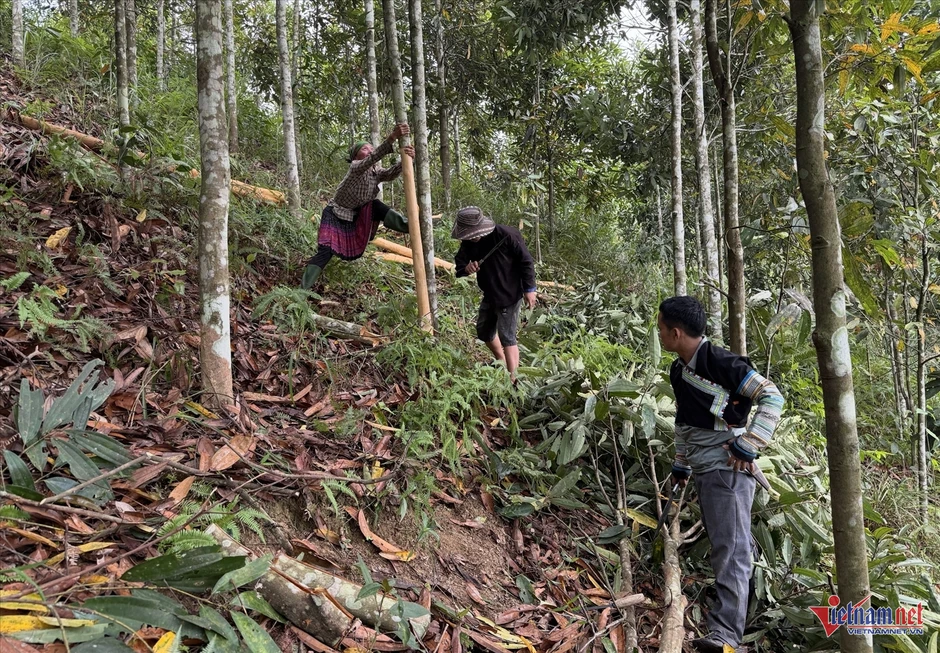 Chuyến đi giao chè tạo bước ngoặt cho tỷ phú nông dân Chuyến đi giao chè tạo bước ngoặt cho tỷ phú nông dân