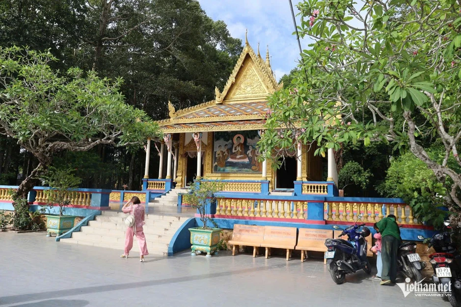 Chuyện những chú heo 5 móng sống ở chùa Chuyện những chú heo 5 móng sống ở chùa