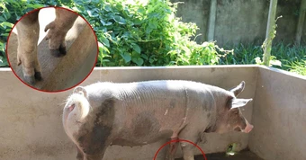 Chuyện những chú heo 5 móng sống ở chùa