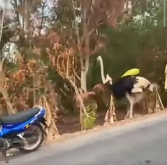 CLIP: 8 con đà điểu rơi từ xe tải xuống đường ở Tây Ninh, 6 con chết CLIP: 8 con đà điểu rơi từ xe tải xuống đường ở Tây Ninh, 6 con chết