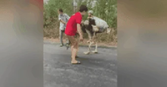 CLIP: 8 con đà điểu rơi từ xe tải xuống đường ở Tây Ninh, 6 con chết