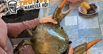 Clip con cua 7 kg ở An Giang gây sốt mạng xã hội với 4 , 4 triệu lượt xem