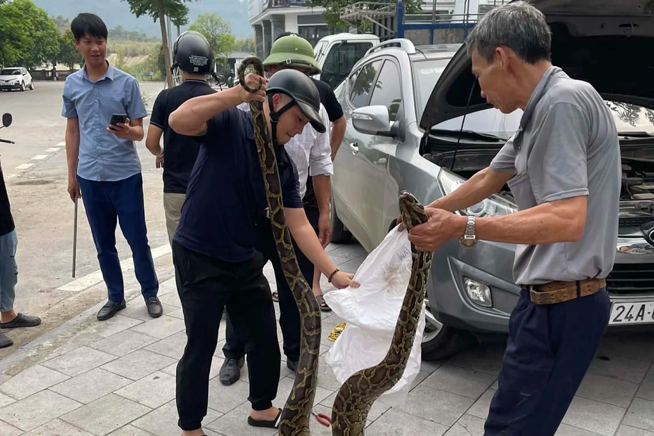 Con trăn nặng hơn 10kg nằm cuộn tròn dưới nắp capo ô tô Con trăn nặng hơn 10kg nằm cuộn tròn dưới nắp capo ô tô