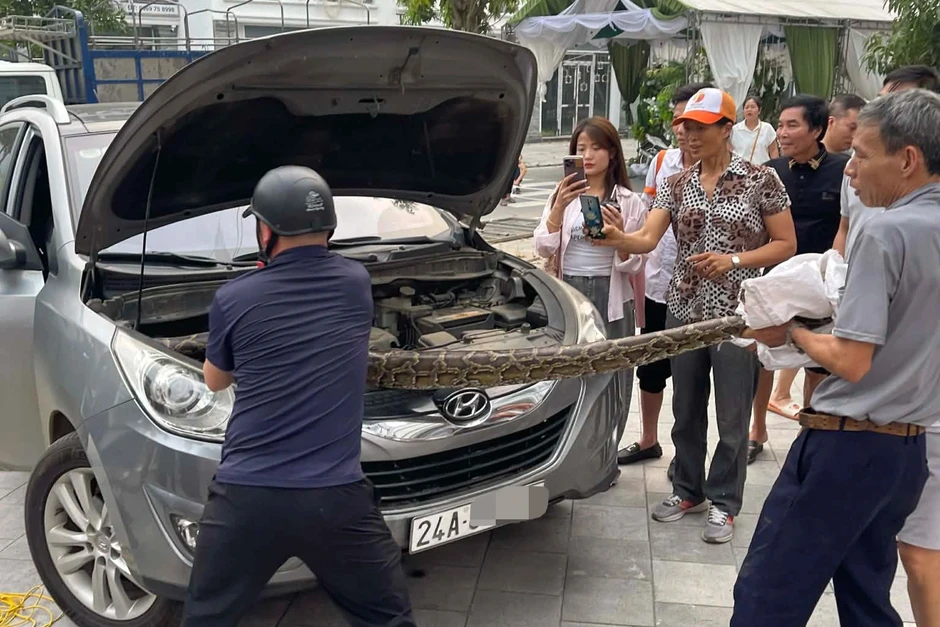 Con trăn nặng hơn 10kg nằm cuộn tròn dưới nắp capo ô tô Con trăn nặng hơn 10kg nằm cuộn tròn dưới nắp capo ô tô