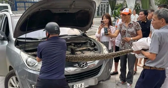 Con trăn nặng hơn 10kg nằm cuộn tròn dưới nắp capo ô tô