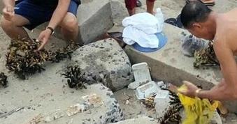 Công an làm việc với nhóm người bẻ, nhặt san hô ở Nha Trang