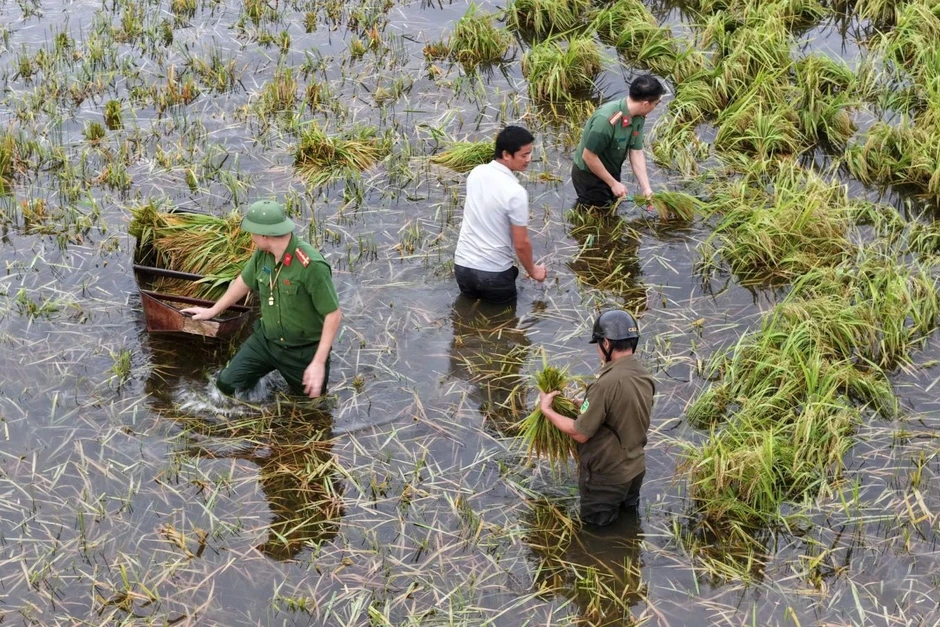 Công an lội nước lũ gặt lúa, chặt tre dựng cầu tạm giúp dân Công an lội nước lũ gặt lúa, chặt tre dựng cầu tạm giúp dân