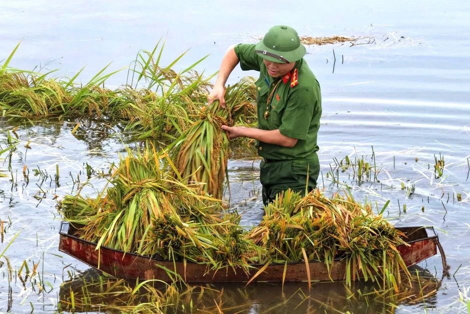 Công an lội nước lũ gặt lúa, chặt tre dựng cầu tạm giúp dân Công an lội nước lũ gặt lúa, chặt tre dựng cầu tạm giúp dân