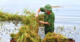 Công an lội nước lũ gặt lúa, chặt tre dựng cầu tạm giúp dân