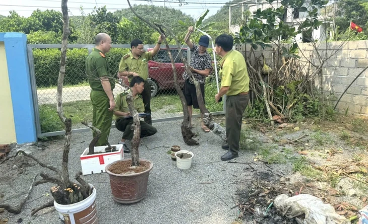 Công an Ninh Bình cảnh báo tình trạng đào trộm, kinh doanh trái phép muội hồng Công an Ninh Bình cảnh báo tình trạng đào trộm, kinh doanh trái phép muội hồng