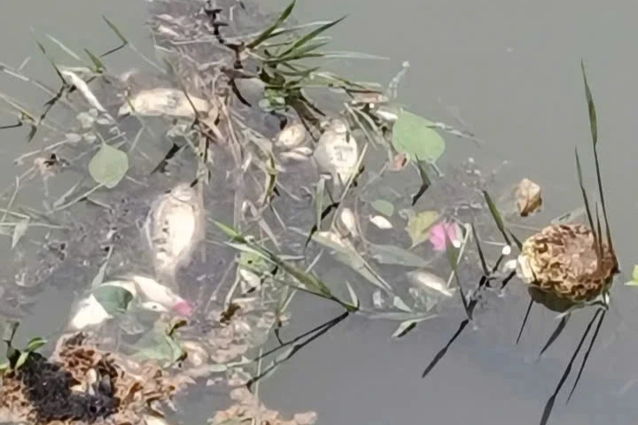 Công an vào cuộc làm rõ vụ cá tự nhiên chết nổi trắng khe ở Thanh Hóa Công an vào cuộc làm rõ vụ cá tự nhiên chết nổi trắng khe ở Thanh Hóa