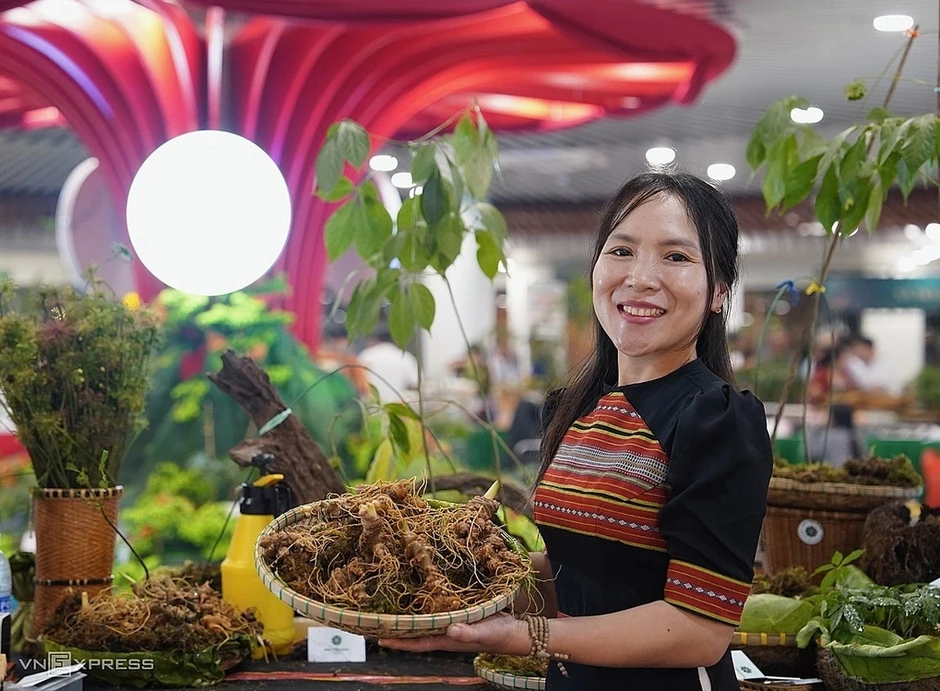 Củ sâm Ngọc Linh 9 lạng giá 725 triệu đồng Củ sâm Ngọc Linh 9 lạng giá 725 triệu đồng