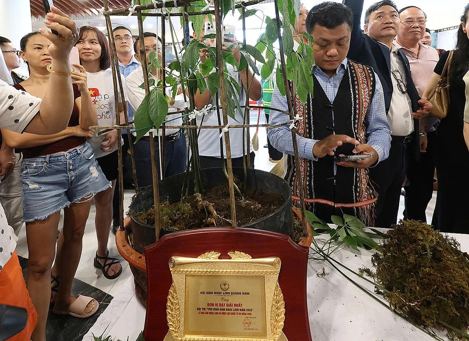 Củ sâm Ngọc Linh 9 lạng giá 725 triệu đồng Củ sâm Ngọc Linh 9 lạng giá 725 triệu đồng