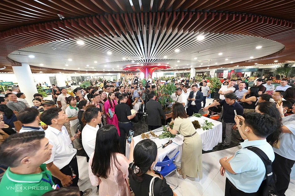 Củ sâm Ngọc Linh 9 lạng giá 725 triệu đồng Củ sâm Ngọc Linh 9 lạng giá 725 triệu đồng