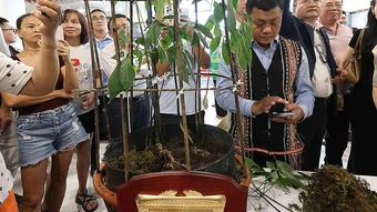 Củ sâm Ngọc Linh 9 lạng giá 725 triệu đồng