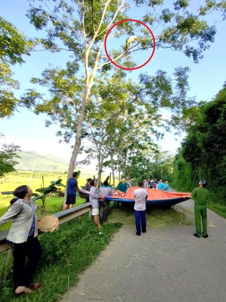 Cứu người đàn ông trèo lên cây cao 15m, đứng chơi vơi trên không trung Cứu người đàn ông trèo lên cây cao 15m, đứng chơi vơi trên không trung