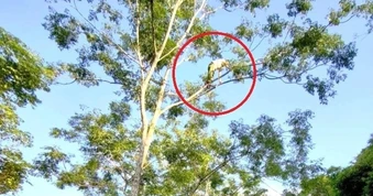 Cứu người đàn ông trèo lên cây cao 15m, đứng chơi vơi trên không trung