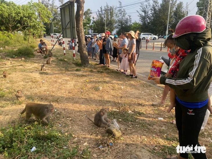 Đà Nẵng cảnh báo phóng sinh sai cách thành hại động vật Đà Nẵng cảnh báo phóng sinh sai cách thành hại động vật