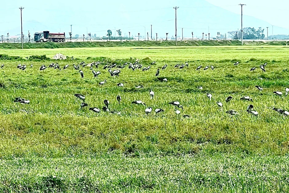 Đã xác định tên của đàn chim lạ xuất hiện ở Hà Tĩnh Đã xác định tên của đàn chim lạ xuất hiện ở Hà Tĩnh