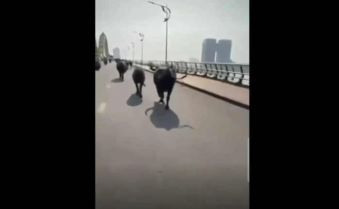 Đàn trâu “náo loạn” trung tâm Đà Nẵng, chạy tung tăng qua cầu Rồng