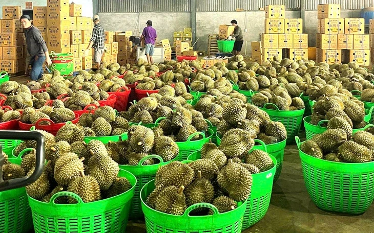 Đề nghị Bộ Công an xử lý việc mua bán mã số, làm sai lệch kết quả kiểm nghiệm nông sản, sầu riêng Đề nghị Bộ Công an xử lý việc mua bán mã số, làm sai lệch kết quả kiểm nghiệm nông sản, sầu riêng