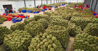 Đề nghị Bộ Công an xử lý việc mua bán mã số, làm sai lệch kết quả kiểm nghiệm nông sản, sầu riêng