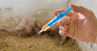 Đề xuất Thủ tướng cho phép nhập khẩu vaccine phòng bệnh lở mồm long móng