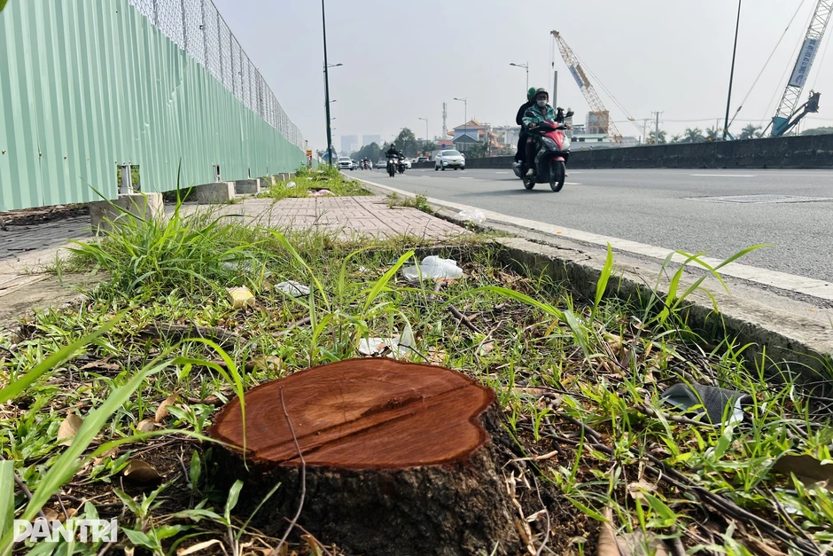Di dời, đốn hạ 186 cây xanh trên đường Phạm Văn Đồng để làm Vành đai 2