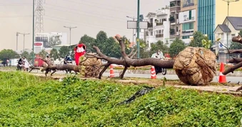 Di dời, đốn hạ 186 cây xanh trên đường Phạm Văn Đồng để làm Vành đai 2