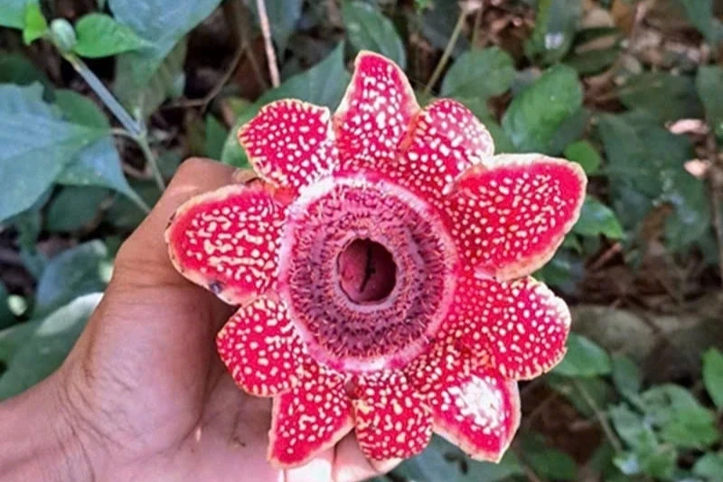 Địa nhãn Himalaya nguy cơ tuyệt chủng cao xuất hiện ở Phong Nha - Kẻ Bàng Địa nhãn Himalaya nguy cơ tuyệt chủng cao xuất hiện ở Phong Nha - Kẻ Bàng