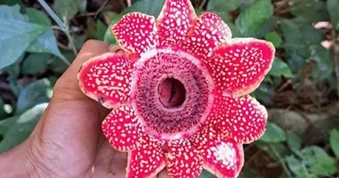 Địa nhãn Himalaya nguy cơ tuyệt chủng cao xuất hiện ở Phong Nha - Kẻ Bàng