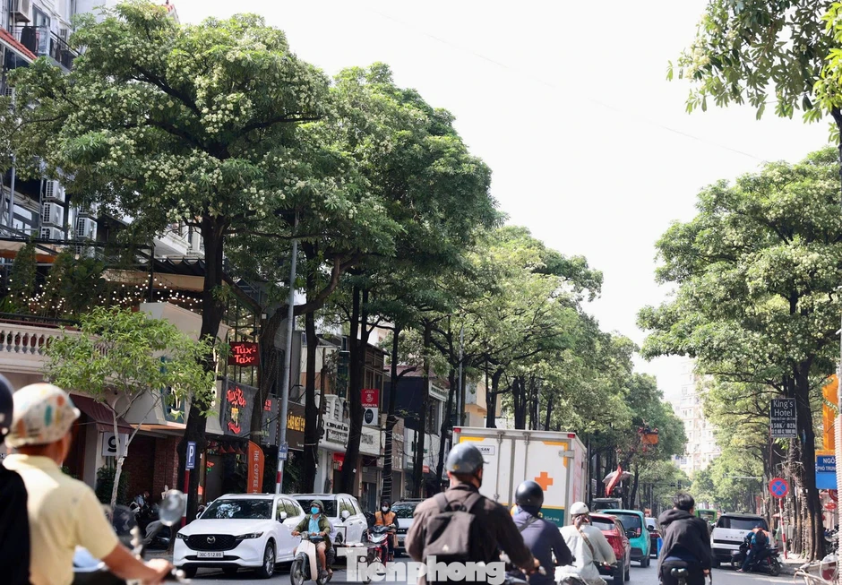 Diện mạo đường phố Hà Nội thay đổi sau cắt tỉa hoa sữa năm 2026 Diện mạo đường phố Hà Nội thay đổi sau cắt tỉa hoa sữa năm 2026