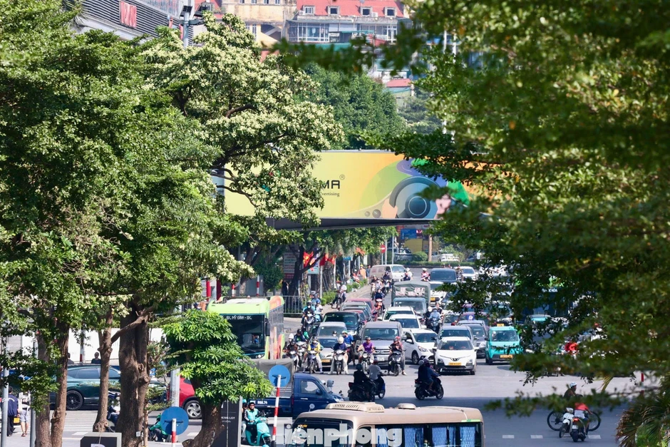 Diện mạo đường phố Hà Nội thay đổi sau cắt tỉa hoa sữa năm 2026 Diện mạo đường phố Hà Nội thay đổi sau cắt tỉa hoa sữa năm 2026