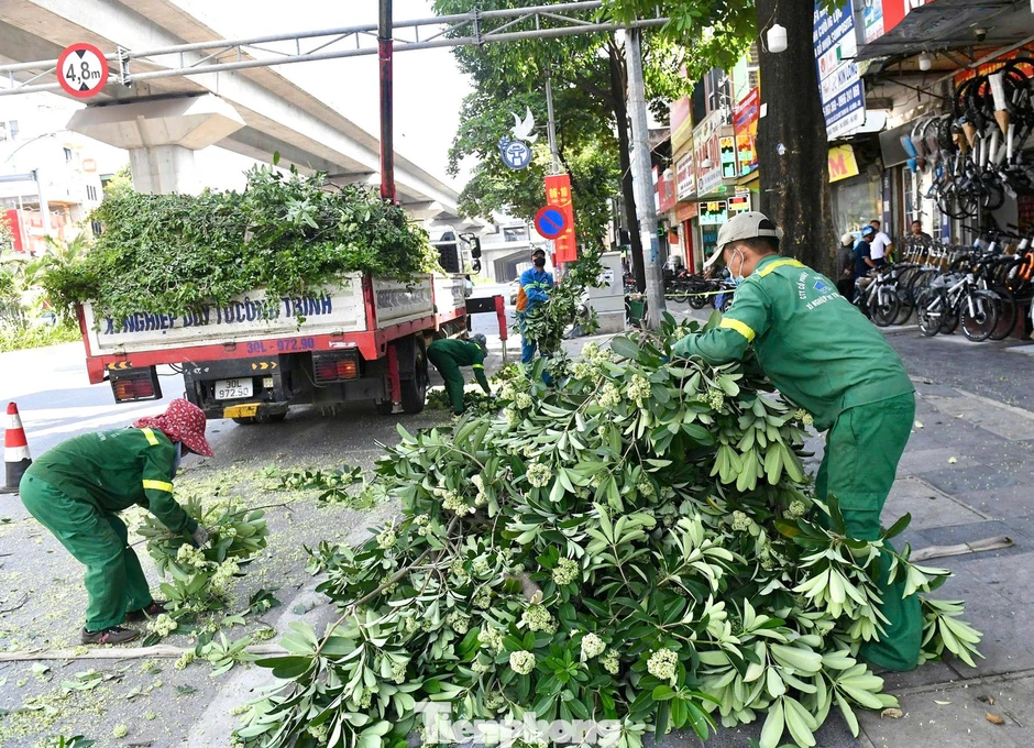 Diện mạo đường phố Hà Nội thay đổi sau cắt tỉa hoa sữa năm 2026 Diện mạo đường phố Hà Nội thay đổi sau cắt tỉa hoa sữa năm 2026