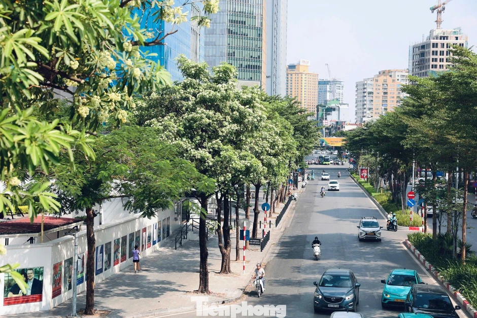 Diện mạo đường phố Hà Nội thay đổi sau cắt tỉa hoa sữa năm 2026 Diện mạo đường phố Hà Nội thay đổi sau cắt tỉa hoa sữa năm 2026