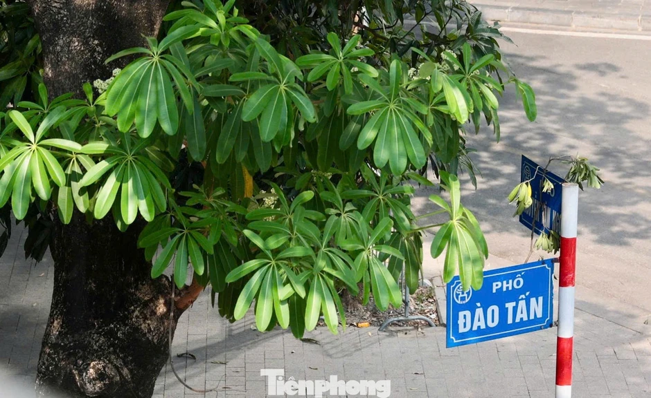 Diện mạo đường phố Hà Nội thay đổi sau cắt tỉa hoa sữa năm 2026 Diện mạo đường phố Hà Nội thay đổi sau cắt tỉa hoa sữa năm 2026