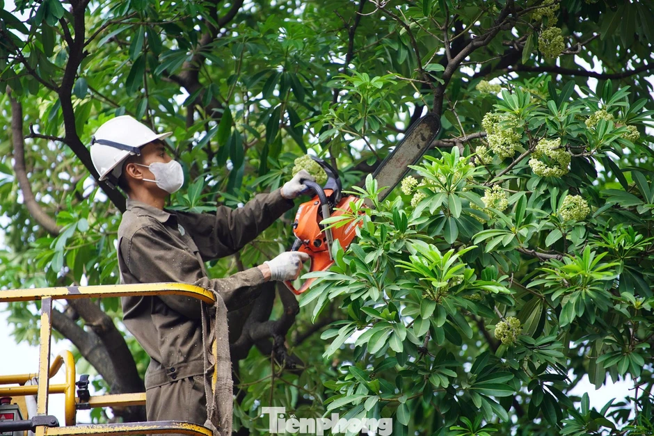 Diện mạo đường phố Hà Nội thay đổi sau cắt tỉa hoa sữa năm 2026 Diện mạo đường phố Hà Nội thay đổi sau cắt tỉa hoa sữa năm 2026