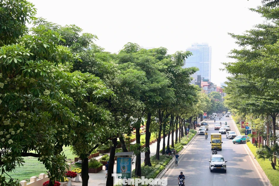 Diện mạo đường phố Hà Nội thay đổi sau cắt tỉa hoa sữa năm 2026 Diện mạo đường phố Hà Nội thay đổi sau cắt tỉa hoa sữa năm 2026