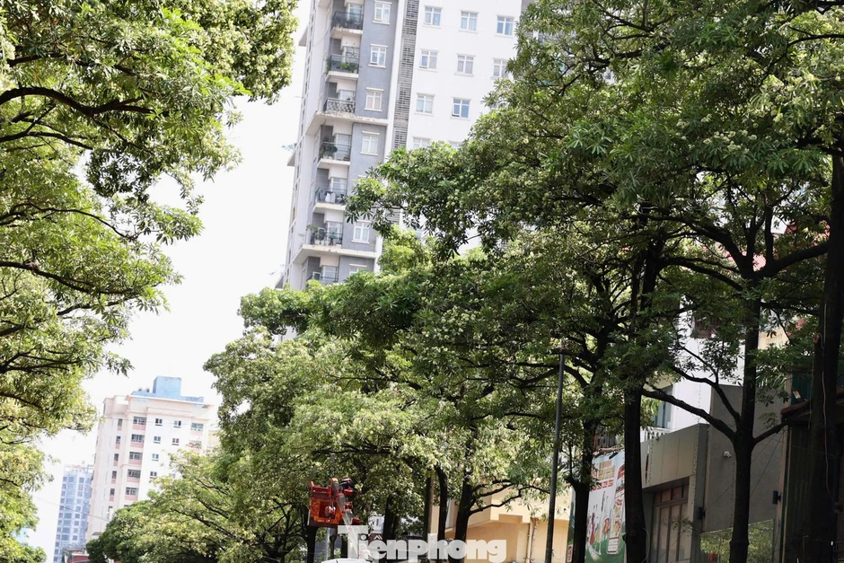 Diện mạo đường phố Hà Nội thay đổi sau cắt tỉa hoa sữa năm 2026 Diện mạo đường phố Hà Nội thay đổi sau cắt tỉa hoa sữa năm 2026