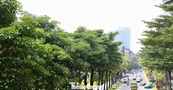 Diện mạo đường phố Hà Nội thay đổi sau cắt tỉa hoa sữa năm 2026