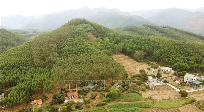 Điều chỉnh Quy hoạch lâm nghiệp quốc gia thời kỳ 2021 - 2030, tầm nhìn đến năm 2050 Điều chỉnh Quy hoạch lâm nghiệp quốc gia thời kỳ 2021 - 2030, tầm nhìn đến năm 2050