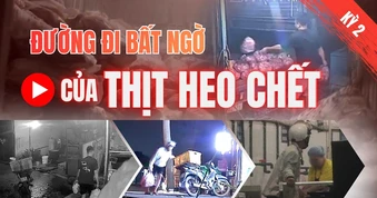 Điều tra: Thịt bẩn luồn lách đến bữa ăn - Kỳ 2: Heo chết được giao cho công ty suất ăn công nghiệp