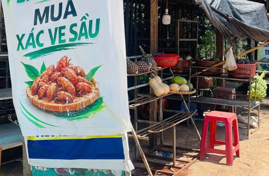 Đổ xô nhặt xác ve sầu bán tiền triệu